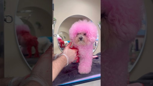 Turning my dog pink