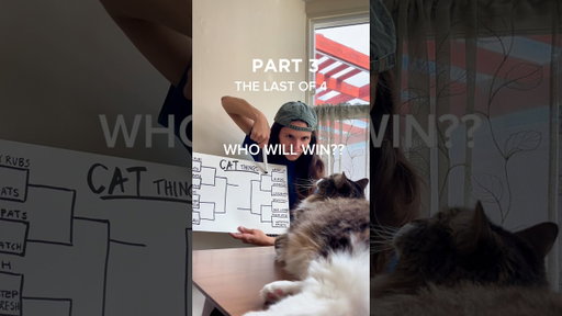 The Top 4 Things I Do For My Cat