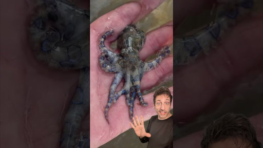 The Blue-Ringed Octopus is TERRIFYING