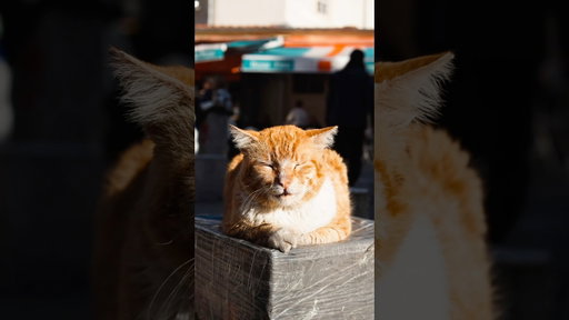 photographing cats in Istanbul