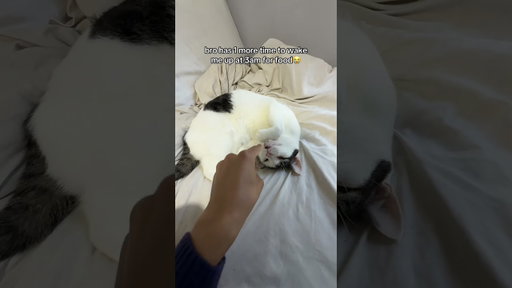 POV: Your Cat Thinks 3AM Is Breakfast Time 😭🐱