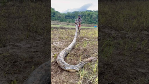 Finally captured a MONSTER 21 foot PYTHON 🐍 #indonesia #snake #explore #tiktok #fyp