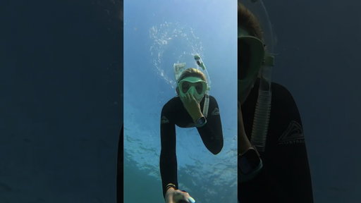 Is this the cutest shark ever?!🥹🩵🦈  Full dive video at these shipwrecks posted YESTERDAY🩵