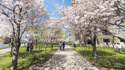 U of T Mississauga: Arts (A-Lin) Spring 2026 Convocation
