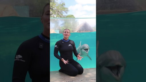 SeaWorld San Antonio Celebrates 43,000 Rescues