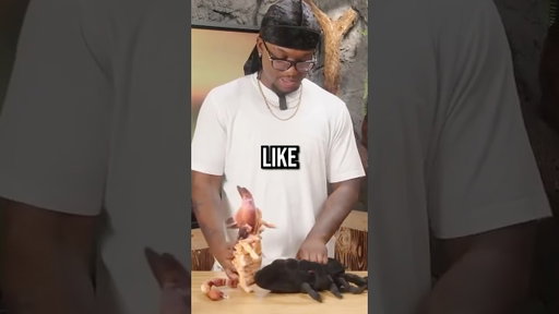 YourRAGE thinks this is how scorpions mate😂💀