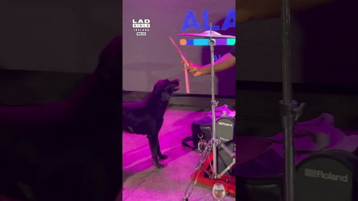He wanted to be part of the band 😅🥁