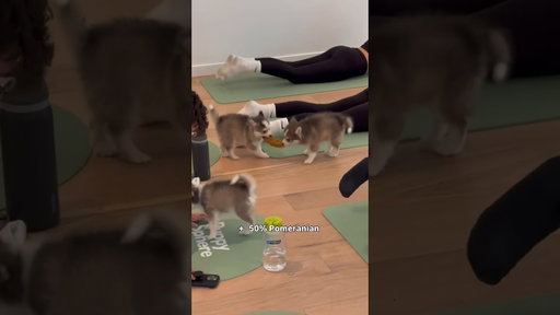 The kind of cuteness you have to see in person to believe 🐾🥹