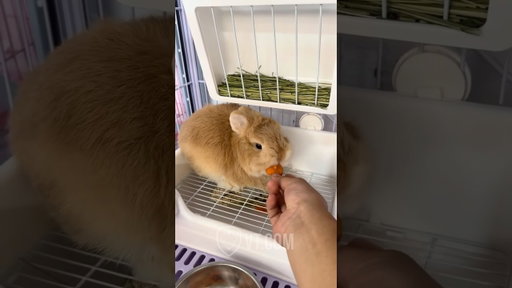 Silly Rabbit Refuses To Eat His Lunch 🤣🐇