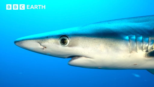 Nature's Incredible Moments Narrated By Sir David Attenborough | BBC Earth | BBC Studios