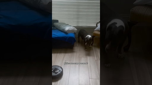 Couch hippo vs 🤖 #pitbulldog #pittienation