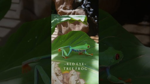 Red-Eyed Tree Frog in Costa Rica | Rainforest Icon
