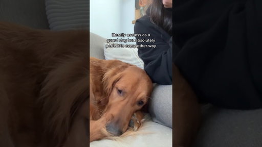 Honestly not helpful but v cute #goldenretriever... #Shorts #rosiepiper_
