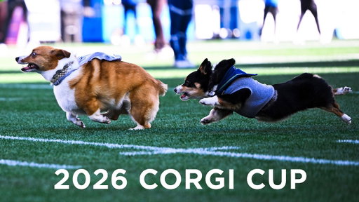 Corgi Races At Halftime Of Seahawks vs. Chargers At Lumen Field