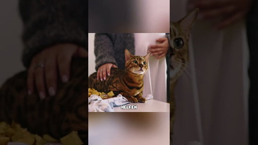 Menschen geben ihre Katzen aus diesem Grund weg… aber sie liegen falsch 😱 #shorts