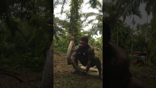 Giant KING COBRA turns on me 🐍 #reptiles #indonesia #kingcobra