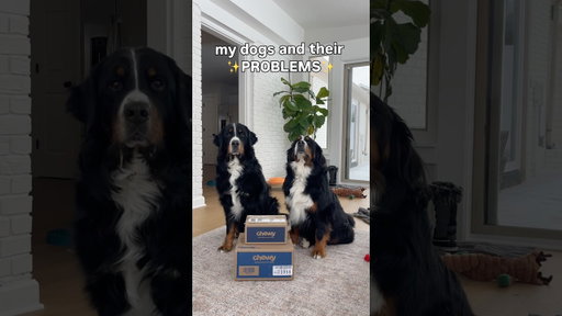 My Dogs and Their ✨Problems✨ | #ChewyPartner