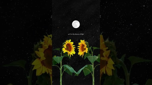When someone give someone sunflowers, you're offering them more than just something beautiful ❤️