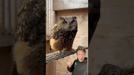 The Eurasian Eagle Owl is TERRIFYING