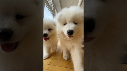 Puppy yoga with Samoyeds at Puppy Sphere ☁️😍 #puppyyoga #puppies #samoyed
