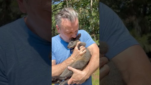 Bibbidi and I want to let you know how wallabies are different from kangaroos.