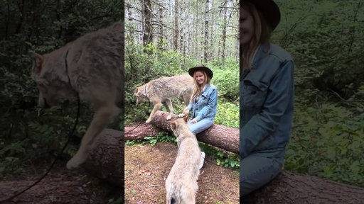 @roamwolfdogsanctuary746