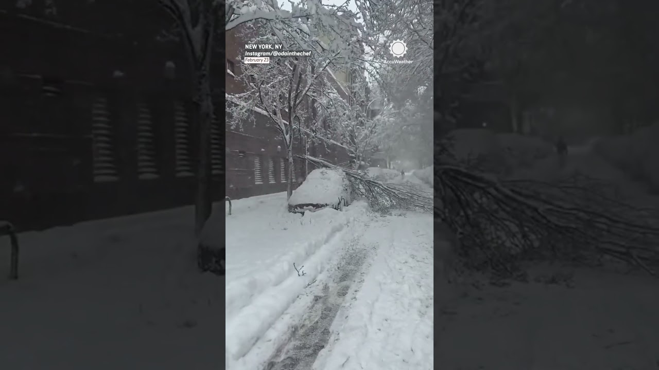 Snow Snaps Tree Branch, Crushes Car in NYC