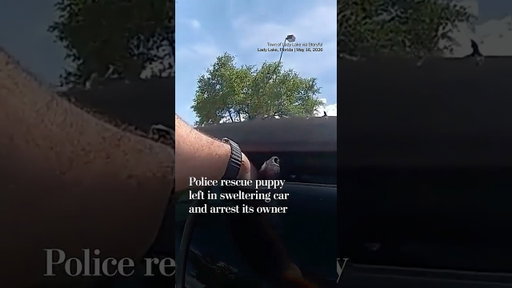 Police rescue puppy left in sweltering car and arrest its owner