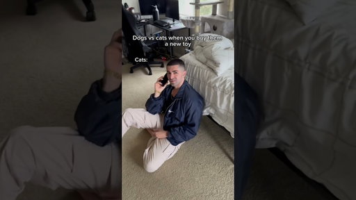 Dogs vs cats when you buy them a new toy. #shorts #skit #funny