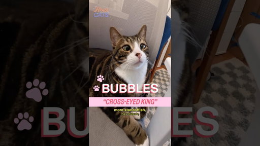 Meet Bubbles and Beans in Bushwick.   @SmallsForCats
