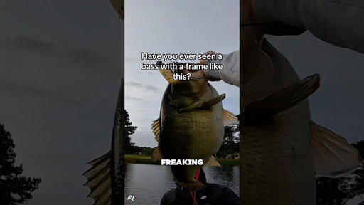 Guess the weight in the comments… #ytshorts #shorts #fishing #bassfishing #viral #trending