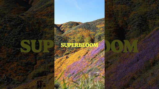 Behind the Olympics SUPERBLOOM Design Concept