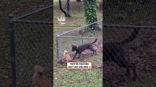 Dog Won’t Let Cat Leave the Garden 😂🐶🐱