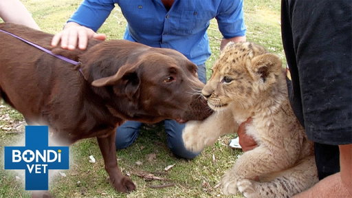 Lion Cub Needs New Mom To Survive After Being Abandoned | Bondi Vet