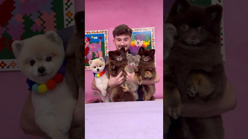 SO MANY POMERANIANS
