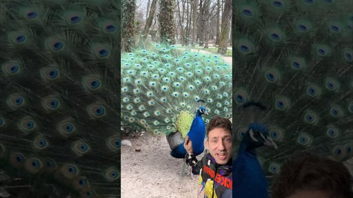 Peacocks are a snakes WORST nightmare