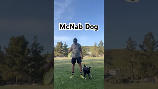 Watch out Dog Whisperer! #mcnabdog #dogwhisperer #dogtraining #dogtricks #mcnabshepherd
