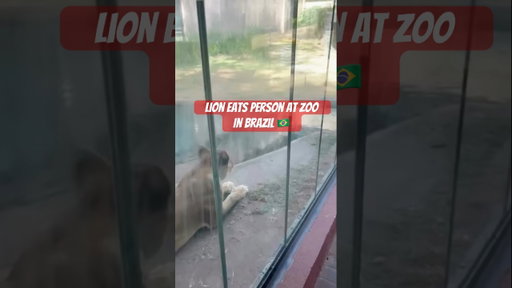 Comment your thoughts on this … #brazil #lion #zoo #attack