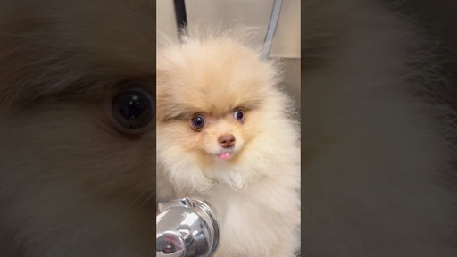 5 pounds of adorable attitude
