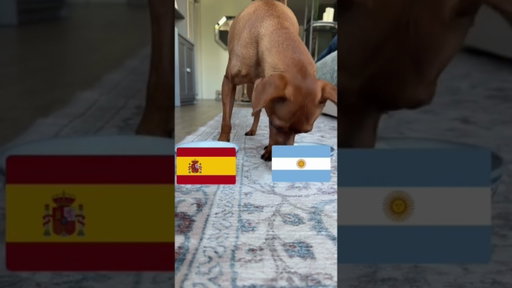 Ahead of Bark at the Park 🐶 on July 29, Nikki Stanton got Burger to pick the World Cup final.