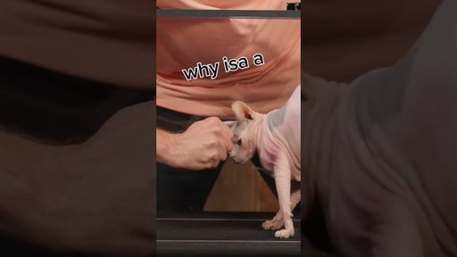 We just wanna know what the hairless cat was thinking.