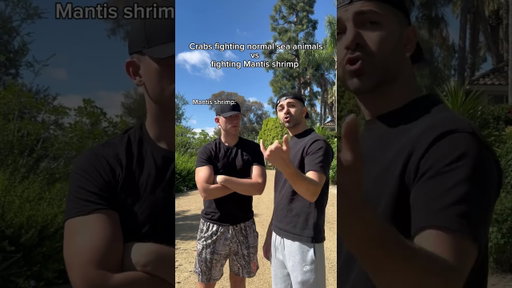 Crabs fighting normal sea animals vs fighting mantis shrimp. #shorts #skit #funny