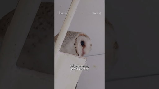 The Villa Owl just wanted to chat 🦉 #LoveIslandUSA #LoveIsland #MelanieMoreno #Shorts