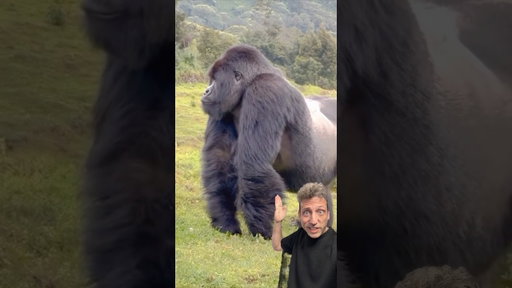 The Eastern Lowland Gorilla is the largest primate on Earth