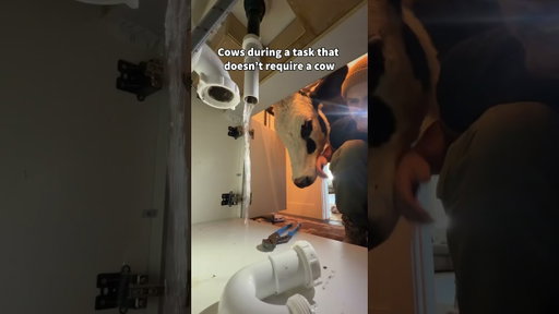 Buttons is always trying to help! #cow #brucethecow #farm #aniamls