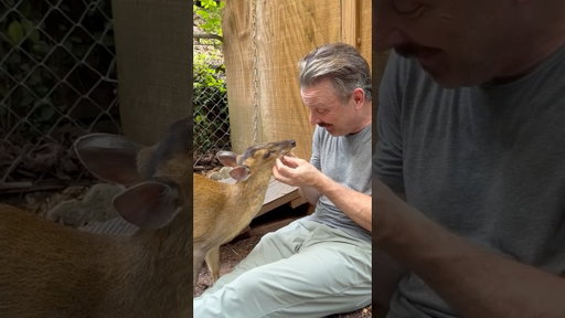 The muntjac is one of the smallest deer in the world.
