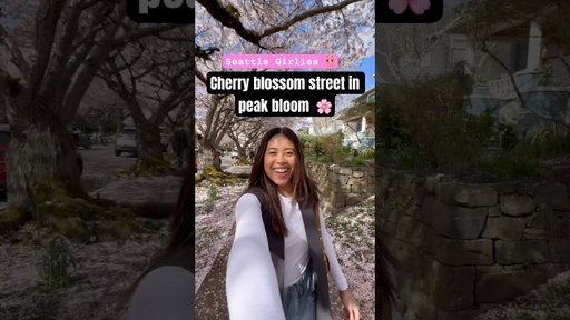 Seattle’s Cherry blossom street is in peak bloom 🌸 #pnw #seattle #washingtonstate #cherryblossoms