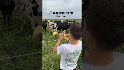 COWS ❤️ MUSIC. WHO says band practice has to be boring… #cows #music #rawmilk #joy #love