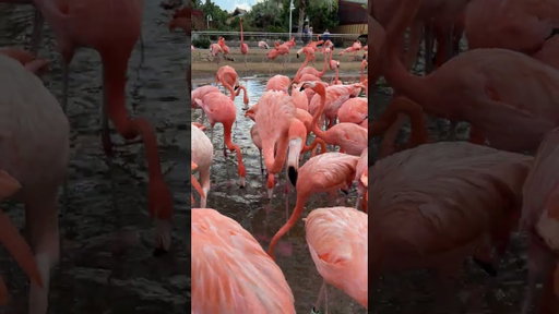 Flamingo Feeding ASMR 🦩📍- SeaWorld San Diego