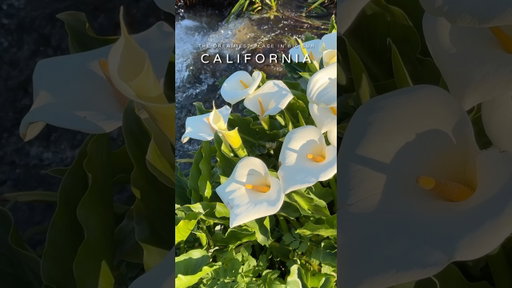Things to do in Big Sur road trip #bigsur #roadtrip #thingstodo